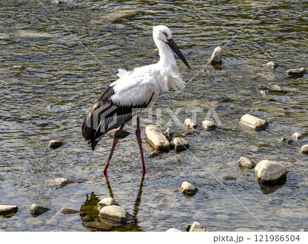 川にいるミズキと言う名前のコウノトリ 川にいるミズキと言う名前のコウノトリ 121986504