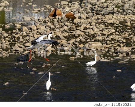 川で羽根を拡げて威嚇するように歩くコウノトリ 川で羽根を拡げて威嚇するように歩くコウノトリ 121986522