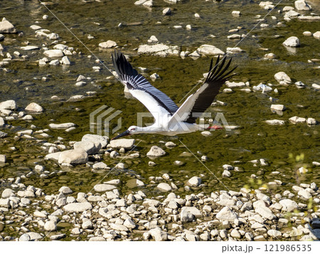 川の上を飛ぶ迫力あるコウノトリの姿 121986535