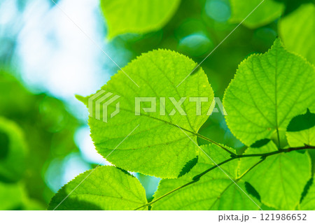 シナノキの新緑 121986652
