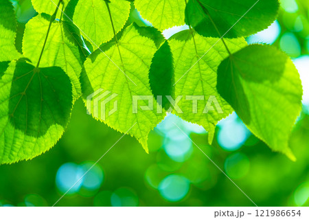 シナノキの新緑 121986654