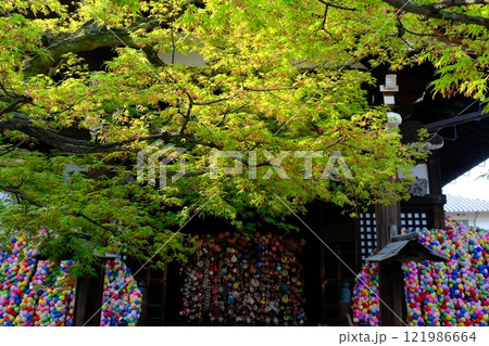 初夏の八坂庚申堂 121986664