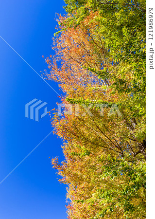 紅葉したカエデと青空 121986979