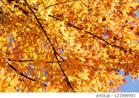 紅葉したカエデの葉 紅葉したカエデの葉 121986985