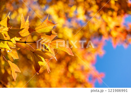 紅葉したカエデと青空 紅葉したカエデと青空 121986991