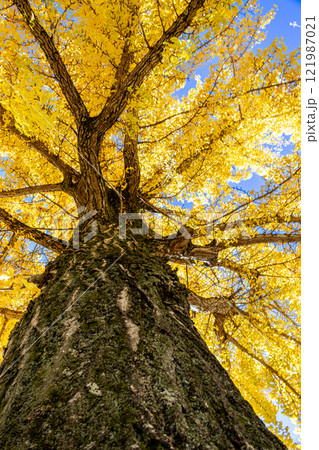 青空に映える黄葉したイチョウの木 青空に映える黄葉したイチョウの木 121987021