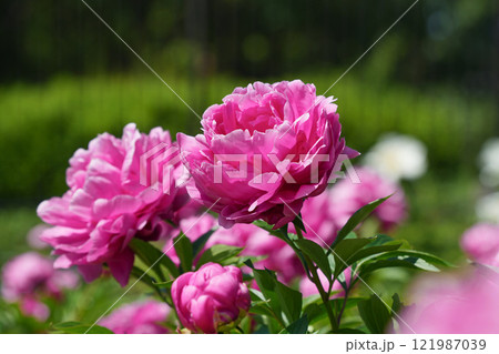 バラ咲きのシャクヤク バラ咲きのシャクヤク 121987039