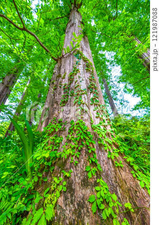 メタセコイアの新緑 メタセコイアの新緑 121987088