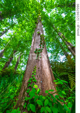 メタセコイアの新緑 メタセコイアの新緑 121987090