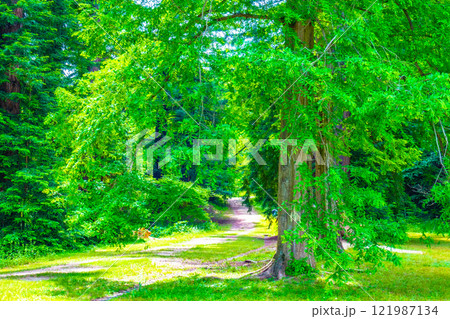 メタセコイアの新緑 121987134