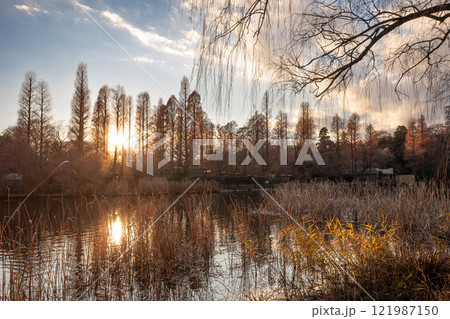 夕日の射す冬の井の頭公園 夕日の射す冬の井の頭公園 121987150