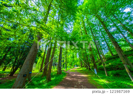 ヌマスギとメタセコイアの森と並木道 121987169