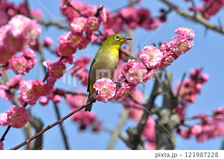 満開の紅梅にメジロさん ( 春イメージ )( ほのぼのイメージ ) 満開の紅梅にメジロさん ( 春イメージ )( ほのぼのイメージ ) 121987228