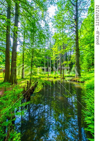 ヌマスギの森と気根と池 ヌマスギの森と気根と池 121987232