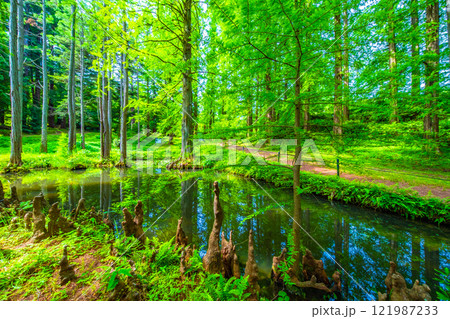 ヌマスギの森と気根と池 ヌマスギの森と気根と池 121987233