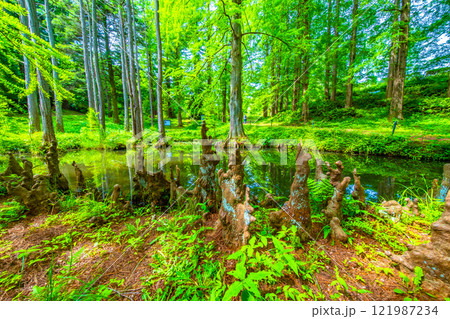 ヌマスギの森と気根と池 ヌマスギの森と気根と池 121987234