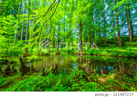 ヌマスギの森と気根と池 121987237