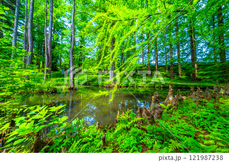 ヌマスギの森と気根と池 ヌマスギの森と気根と池 121987238