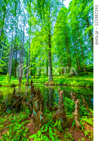 ヌマスギの森と気根と池 121987241