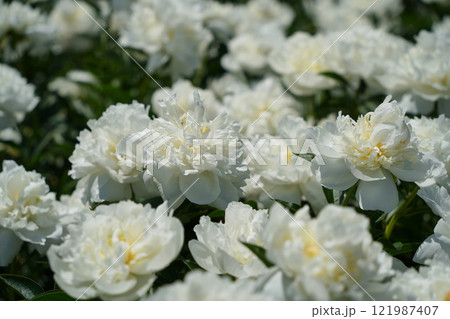 白いシャクヤクの輝き	 121987407