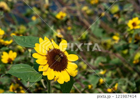 花 フラワー お花 121987414