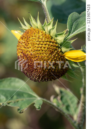 花 フラワー お花 121987428