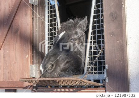 競走馬の牧場 厩舎から顔を出す馬 北海道 競走馬の牧場 厩舎から顔を出す馬 北海道 121987532