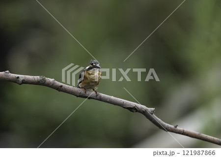 枝に止まるカワセミ 121987866