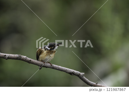 枝に止まるカワセミ 121987867