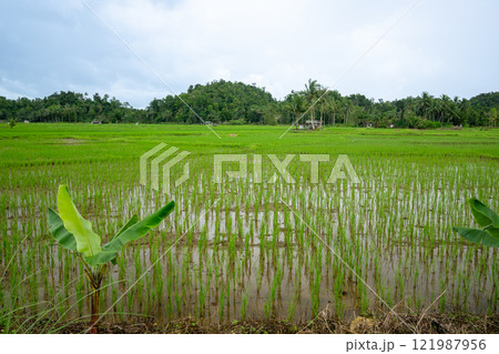 フィリピンの水田 フィリピンの水田 121987956
