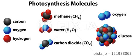 Photosynthesis Molecules and Their Structures 121988062