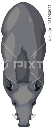 Top View of a Wild Boar 121988091