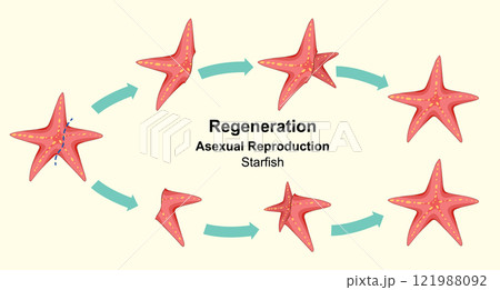Starfish Regeneration and Asexual Reproduction Starfish Regeneration and Asexual Reproduction 121988092
