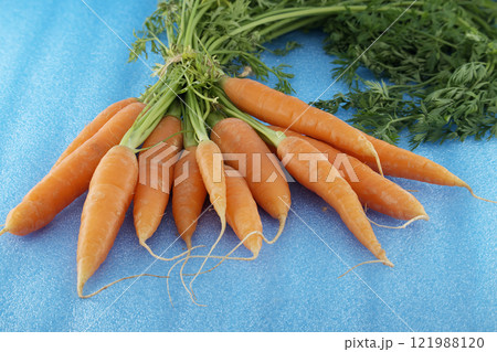 Fresh Organic Bunch of Carrots on a Vibrant Blue Background Fresh Organic Bunch of Carrots on a Vibrant Blue Background 121988120