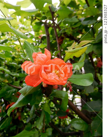 ザクロの花 121988327