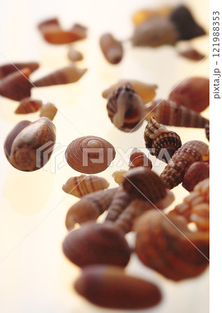 貝殻 貝殻 121988353