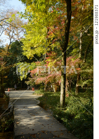 下鴨神社　境内の紅葉　京都市左京区 121988371