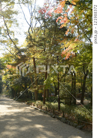 下鴨神社 参道の紅葉 京都市左京区 下鴨神社 参道の紅葉 京都市左京区 121988372