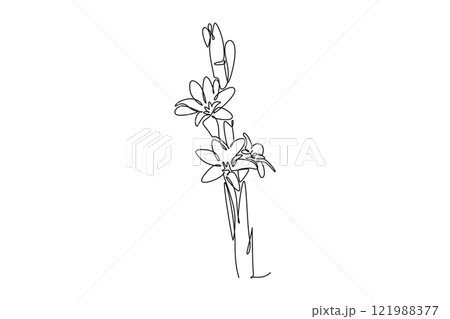 Continuous one line drawing beauty fresh agave amica for garden logo. Decorative tuberose flower concept for home art wall decoration poster print. Single line draw design vector graphic illustration 121988377