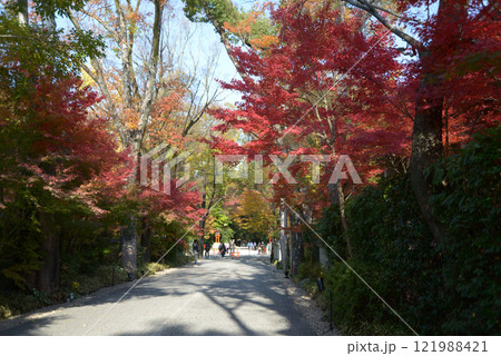 下鴨神社　参道の紅葉　京都市左京区 121988421
