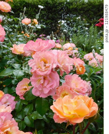山下公園の未来のバラ園のバラ 121988479