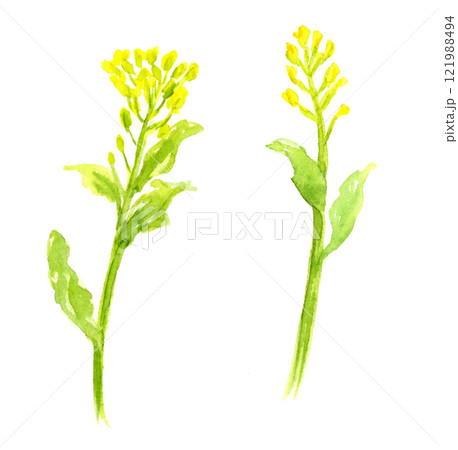食用菜の花の墨彩画　水彩イラスト 121988494