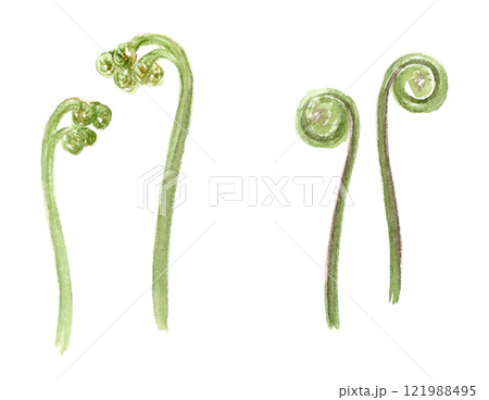 わらびとぜんまいの墨彩画　水彩イラスト 121988495