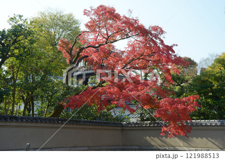 旧三井家下鴨別邸　境内の紅葉　京都市左京区 121988513