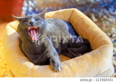 Playful gray cat enjoys relaxing moment, yawning happily while resting in its soft bed under sun. Playful gray cat enjoys relaxing moment, yawning happily while resting in its soft bed under sun. 121988581