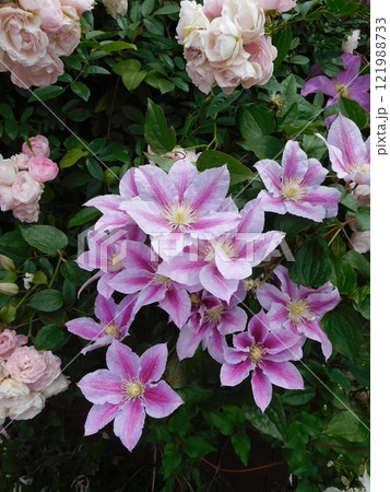 クレマチスとバラ　山下公園　未来のバラ園 121988733