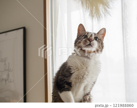 猫じゃらしで遊ぶ猫 猫じゃらしで遊ぶ猫 121988860