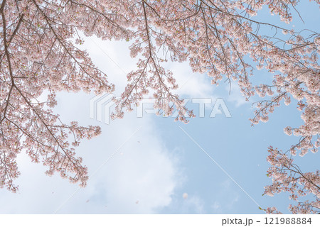 青空に桜 121988884