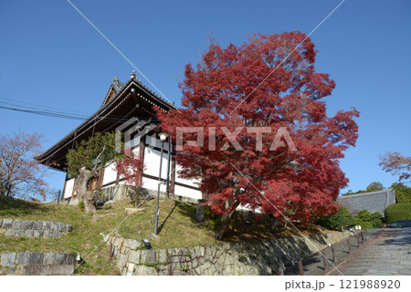 金戒光明寺　阿弥陀堂の紅葉　京都市左京区黒谷 121988920