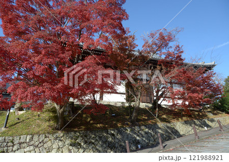 金戒光明寺　阿弥陀堂の紅葉　京都市左京区黒谷 121988921